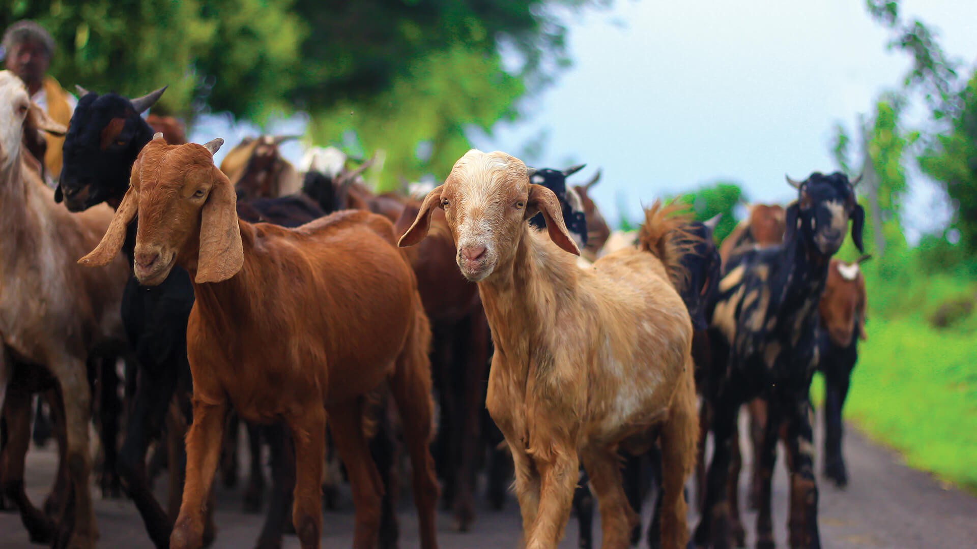 Goat Farm Landscape